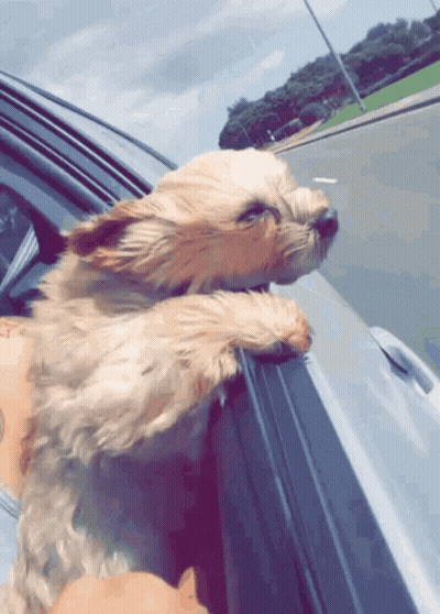Small Dog Sticking Head Out Car Window GIF