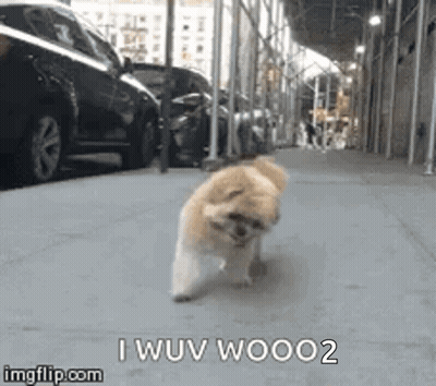 Small Dog Walking Down Sidewalk GIF