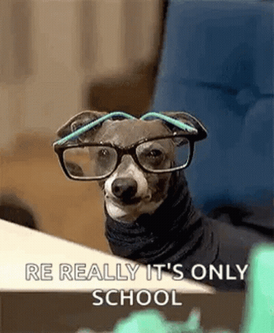 Small Dog Wearing Glasses And Scarf At Desk GIF