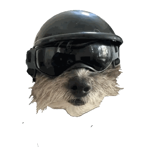 Small Dog Wearing Helmet And Goggles Sticker