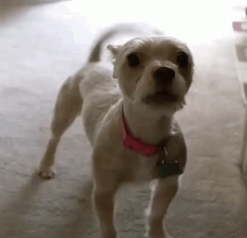 Small Dog Wearing Pink Collar GIF