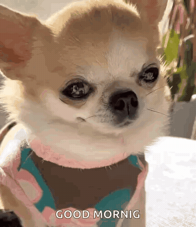 Small Dog Wearing Scarf Saying Good Morning GIF