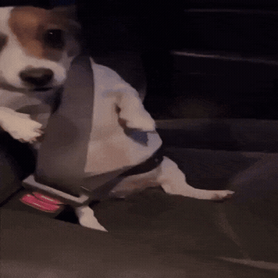 Small Dog Wearing Seat Belt In Car GIF