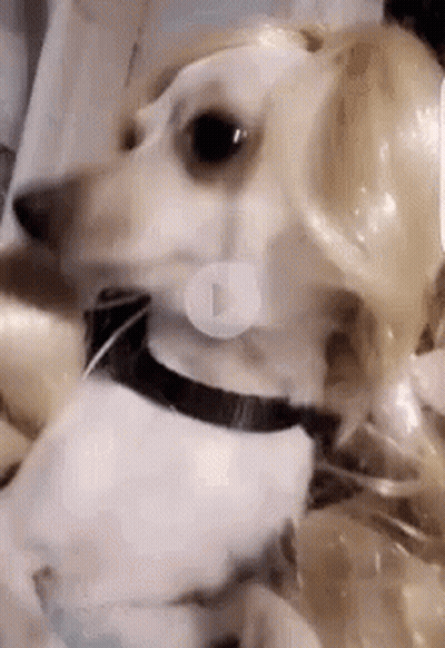 Small Dog Wearing Wig And Collar Sitting On Bed GIF