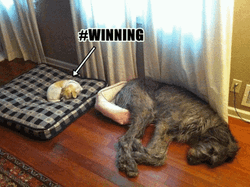 Small Dog Winning Bed Battle GIF