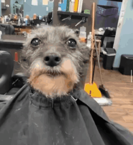 Small Dog With Beard Getting Barber Haircut GIF