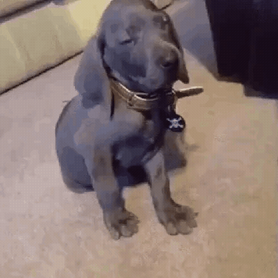 Small Dog With Collar And Tag Sitting GIF
