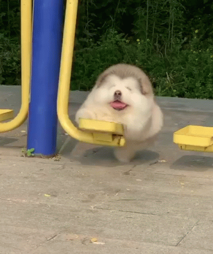 Small Dog With Eyes Closed On Playground Equipment GIF