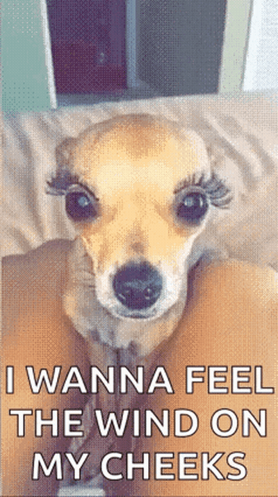Small Dog With False Eyelashes Laying On Bed Saying I Wanna Feel The Wind On My Cheeks GIF