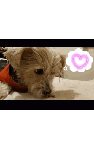 Small Dog With Heart Thought Bubble Sticker