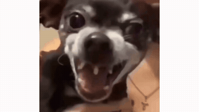 Small Dog With Mouth Open And Teeth GIF