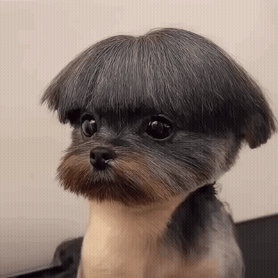 Small Dog With Mushroom Shaped Haircut GIF