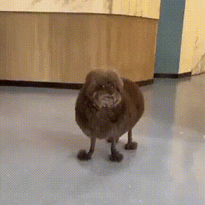 Small Dog With Prosthetic Legs GIF
