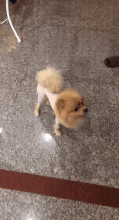 Small Dog With Shaved Head Standing On Marble Floor GIF