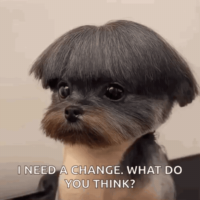 Small Dog With Short Haircut Saying I Need A Change GIF