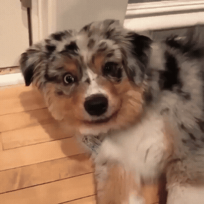 Small Dog With Tag Saying A GIF