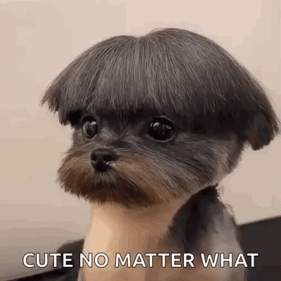 Small Dog With Wig GIF