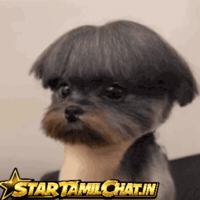 Small Dog With Wig Startamlchat.in GIF