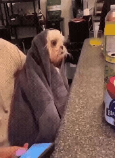 Small Dog Wrapped In Blanket Next To Phone GIF