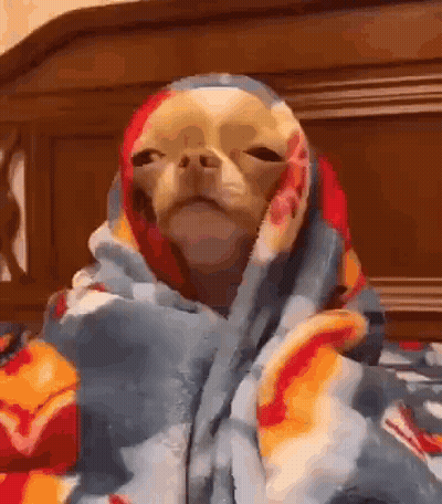 Small Dog Wrapped In Blanket GIF