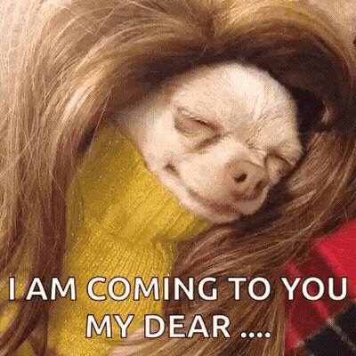 Small Dog Wrapped In Hair Says I Am Coming To You My Dear GIF