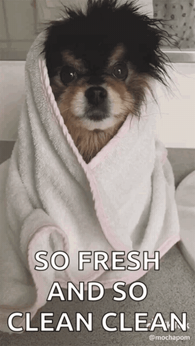 Small Dog Wrapped In Towel So Fresh GIF