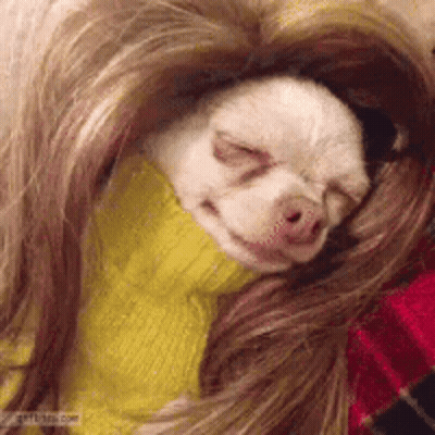 Small Dog Wrapped In Yellow Sweater GIF
