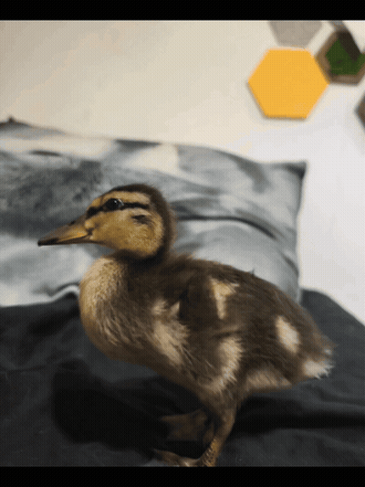 Small Duck Standing On Bed GIF