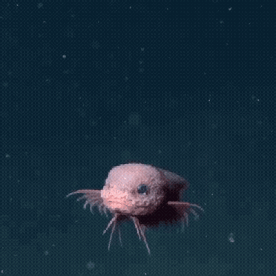 Small Fish Swimming In Blue Ocean GIF