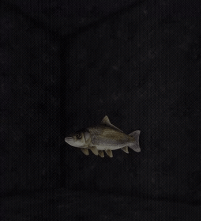 Small Fish With Long Tail GIF