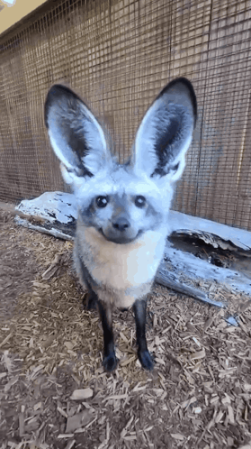 Small Fox Standing On Wood Chips GIF