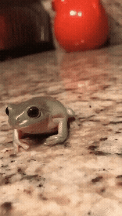 Small Frog Sitting Next To Orange Ball GIF