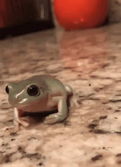 Small Frog Sitting Next To Red Ball GIF