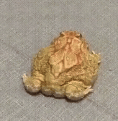 Small Frog Walking On Gray Carpet GIF