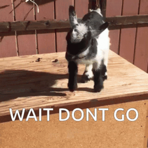 Small Goat Standing On Wooden Box GIF
