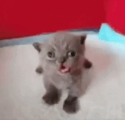 Small Grey Kitten Standing With Mouth Open GIF