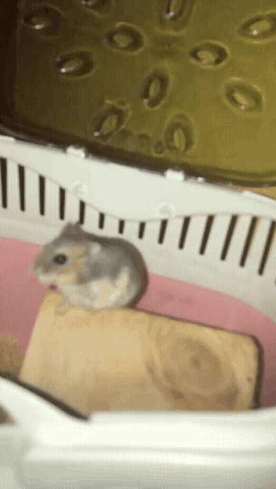 Small Hamster Sitting On Wooden Block GIF