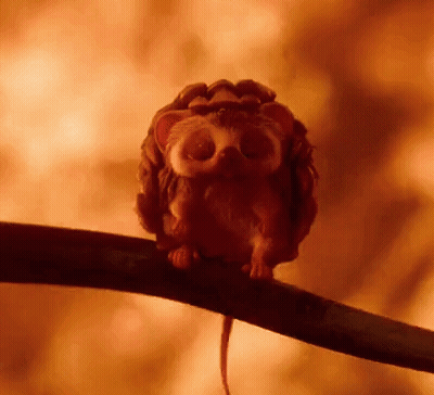 Small Hedgehog Sitting On Tree Branch GIF