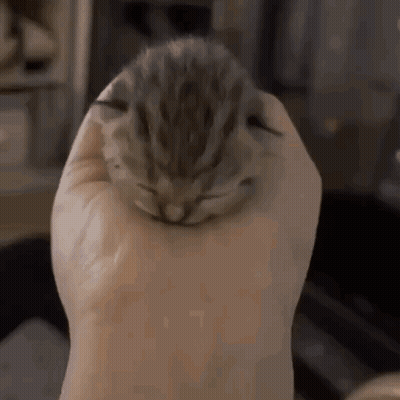 Small Kitten In Hand GIF