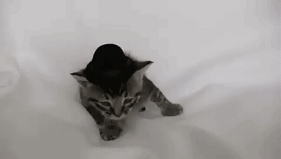 Small Kitten In Top Hat Walking GIF