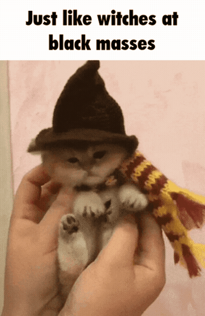 Small Kitten In Witch Hat And Scarf GIF