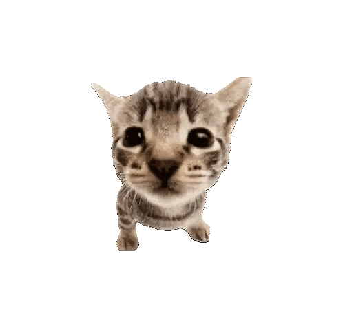 Small Kitten Looking Up Sticker
