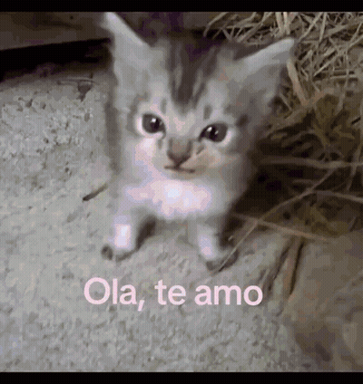 Small Kitten Ola, Te Amo GIF