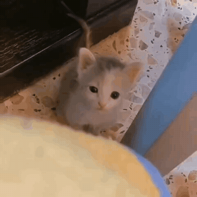 Small Kitten Sitting On Bed Next To Laptop GIF