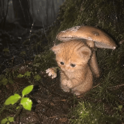 Small Kitten Sitting Under Mushroom In Rain GIF