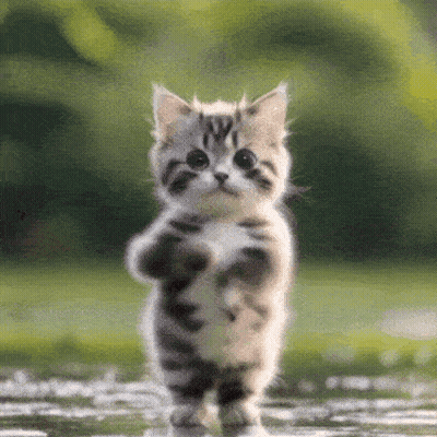 Small Kitten Standing In Water GIF