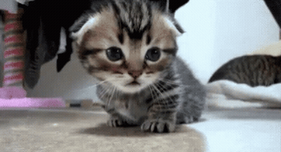 Small Kitten Standing On Carpet Looking At Camera GIF