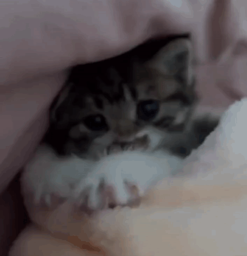 Small Kitten Under Blanket GIF