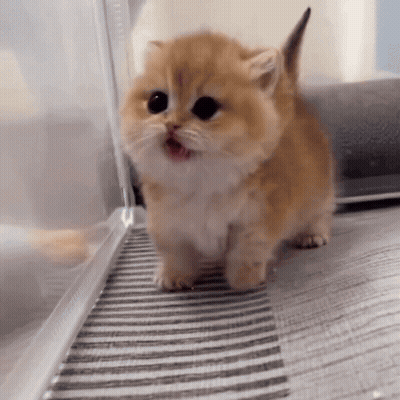 Small Kitten Walking On Striped Rug GIF