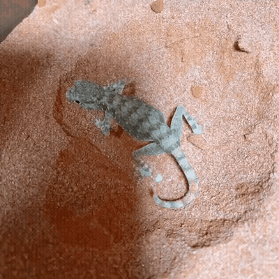 Small Lizard Lying On Rock In Sand GIF